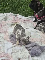 Merle , a male French Bulldog for sale in Essex, IA – 3 of 4