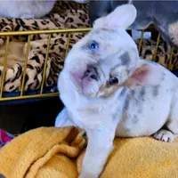 Tyler, a male French Bulldog for sale in Essex, IA – Photo 2 of 7