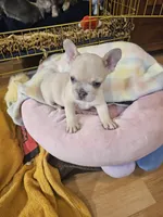 Parker, a male French Bulldog for sale in Essex, IA – Photo 4 of 10