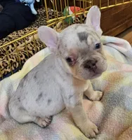 Tyler, a male French Bulldog for sale in Essex, IA – Photo 3 of 7