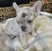 Tyler, a male French Bulldog for sale in Essex, IA – Photo 4 of 7