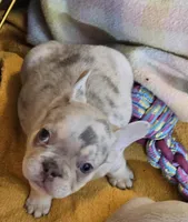 Tyler, a male French Bulldog for sale in Essex, IA – Photo 5 of 7