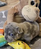 Elvis, a male French Bulldog for sale in Essex, IA – Photo 7 of 7