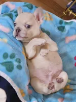 Parker, a male French Bulldog for sale in Essex, IA – Photo 1 of 10