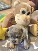 Elvis, a male French Bulldog for sale in Essex, IA – Photo 5 of 7