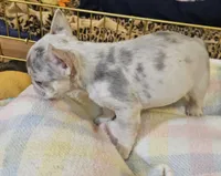 Tyler, a male French Bulldog for sale in Essex, IA – Photo 6 of 7