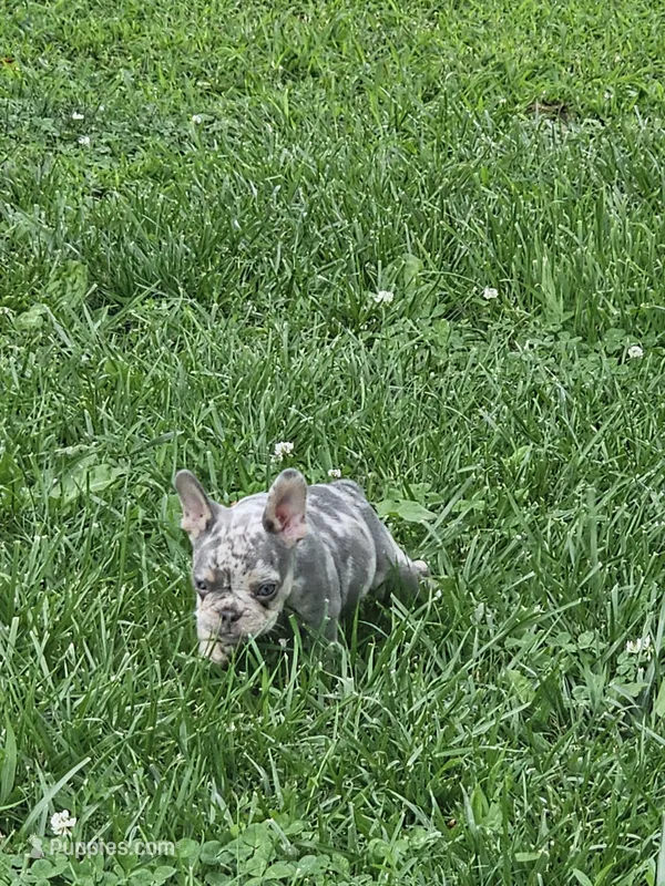 Merle  – French Bulldog puppy for sale in Essex, IA