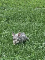 Merle , a male French Bulldog for sale in Essex, IA – 1 of 4