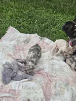 Merle , a male French Bulldog for sale in Essex, IA – 4 of 4