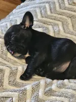Precious Bella, a female French Bulldog for sale in Essex, IA – 4 of 5