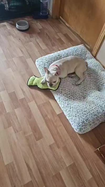 Parker, a male French Bulldog for sale in Essex, IA – 6 of 7
