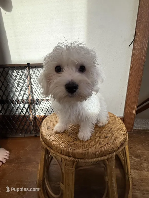 Lucky – Shihpoo, Morkie puppy for sale in Sheboygan, WI