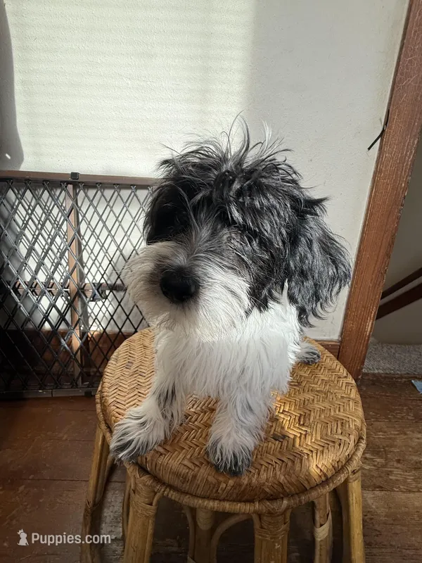 Bolt – Shihpoo, Morkie puppy for sale in Sheboygan, WI