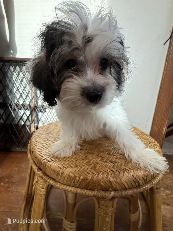 Cosmo – Shihpoo, Morkie puppy for sale in Sheboygan, WI