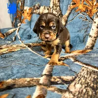 Littler of 11, a male Bloodhound for sale in Yadkinville, NC – Photo 3 of 10