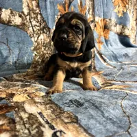 Littler of 11, a male Bloodhound for sale in Yadkinville, NC – Photo 4 of 10