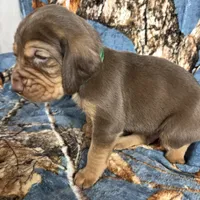 Littler of 11, a male Bloodhound for sale in Yadkinville, NC – Photo 7 of 10