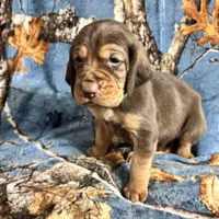 Littler of 11, a male Bloodhound for sale in Yadkinville, NC – Photo 5 of 10