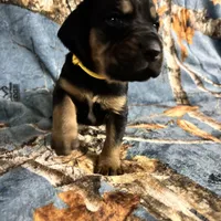 Littler of 11, a male Bloodhound for sale in Yadkinville, NC – Photo 8 of 10