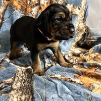 Littler of 11, a male Bloodhound for sale in Yadkinville, NC – Photo 10 of 10
