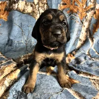 Littler of 11, a male Bloodhound for sale in Yadkinville, NC – Photo 9 of 10
