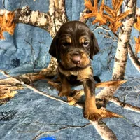 Littler of 11, a male Bloodhound for sale in Yadkinville, NC – Photo 2 of 10