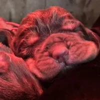 Littler of 11, a male Bloodhound for sale in Yadkinville, NC – Photo 6 of 10