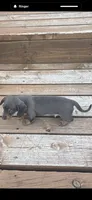Brexton , a male Miniature Dachshund for sale in Brunswick, GA – 4 of 4