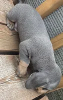 Brexton , a male Miniature Dachshund for sale in Brunswick, GA – 3 of 4
