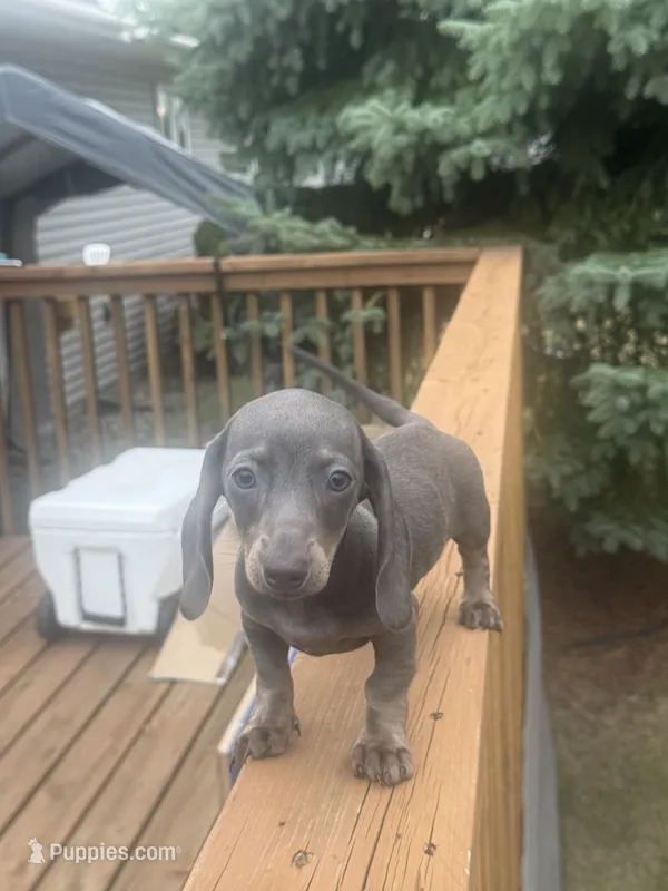 Marley  – Miniature Dachshund puppy for sale in Perham, MN