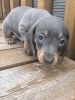 Brexton , a male Miniature Dachshund for sale in Brunswick, GA – 2 of 4