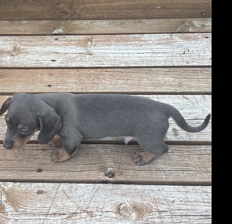 Brexton  – Miniature Dachshund puppy for sale in Brunswick, GA