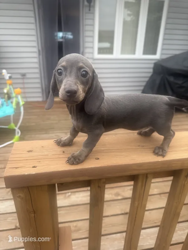Ella  – Miniature Dachshund puppy for sale in Perham, MN