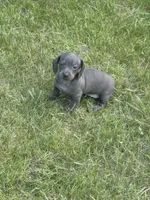 Marley , a female Miniature Dachshund for sale in Brunswick, GA – 3 of 3