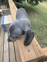 Marley , a female Miniature Dachshund for sale in Perham, MN – 7 of 7