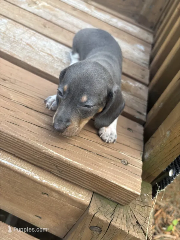 Larson  – Miniature Dachshund puppy for sale in Brunswick, GA