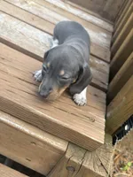 Larson , a male Miniature Dachshund for sale in Brunswick, GA – 1 of 3