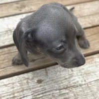 Ella , a female Miniature Dachshund for sale in Brunswick, GA – 2 of 2