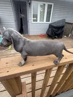 Marley , a female Miniature Dachshund for sale in Perham, MN – 2 of 7