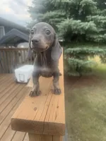 Ella , a female Miniature Dachshund for sale in Perham, MN – 2 of 4