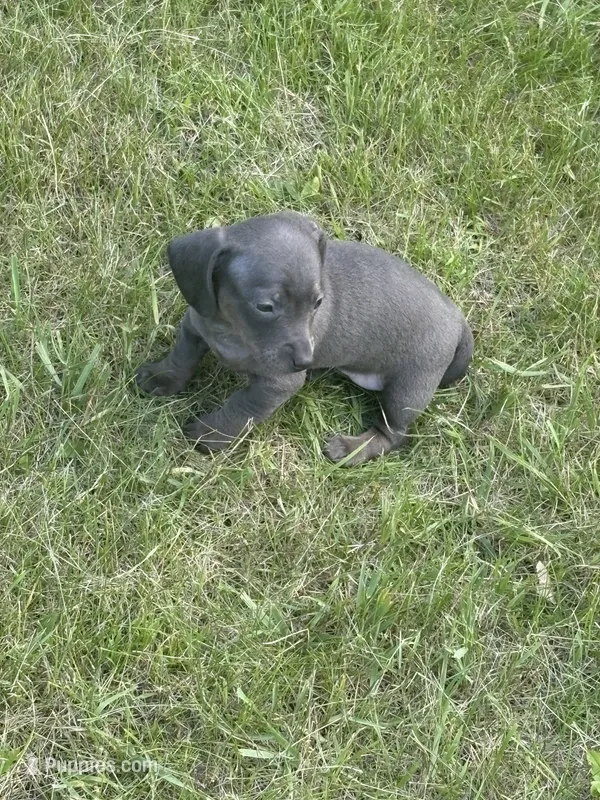 Marley  – Miniature Dachshund puppy for sale in Brunswick, GA