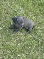 Marley , a female Miniature Dachshund for sale in Brunswick, GA – 1 of 3