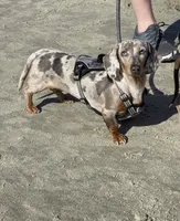 Marley , a female Miniature Dachshund for sale in Perham, MN – 3 of 7