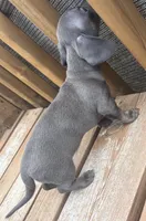 Ella , a female Miniature Dachshund for sale in Brunswick, GA – 1 of 2