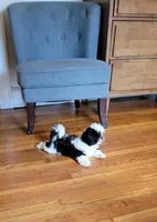 Bruiser, a male Shih Tzu for sale in Richfield, NC – 3 of 3