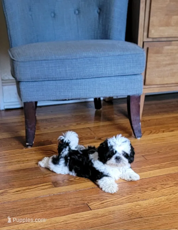 Bruiser – Shih Tzu puppy for sale in Richfield, NC
