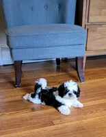 Bruiser, a male Shih Tzu for sale in Richfield, NC – 1 of 3