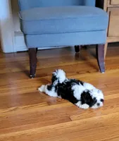 Bruiser, a male Shih Tzu for sale in Richfield, NC – 2 of 3