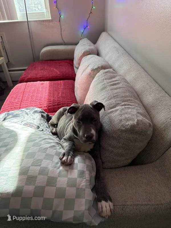 Loki – American Staffordshire Terrier, American Pit Bull Terrier puppy for sale in Colorado Springs, CO