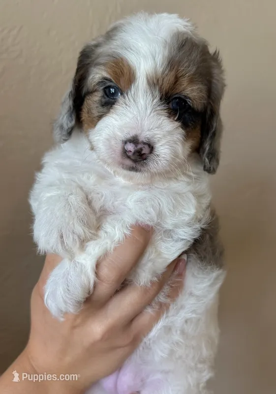 Waffles – Doxiepoo, Miniature Dachshund puppy for sale in Purdy, MO
